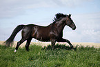 running horse