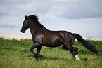 trotting horse