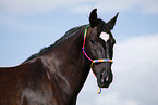 horse portrait