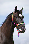 horse portrait