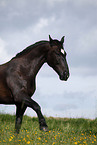 black horse