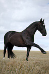 black horse