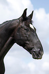 black horse