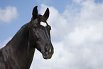black horse