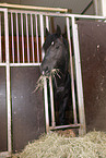 eating warmblood