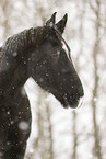 Heavy Warmblood Portrait