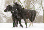 trotting heavy warmblood