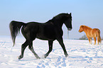 2 horses
