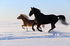 2 horses