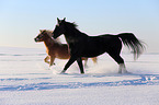 2 horses