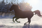 galloping Heavy Warmblood