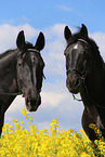 Heavy Warmbloods