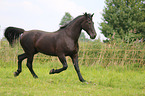 trotting Heavy Warmblood