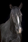 Heavy Warmblood Portrait