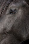 horse eye