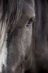 horse eye