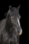 Heavy Warmblood Portrait