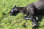 lying Heavy Warmblood