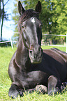 lying Heavy Warmblood