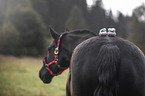 Heavy Warmblood
