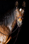 Heavy Warmblood Portrait