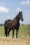 Heavy Warmblood gelding