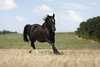 Heavy Warmblood gelding