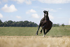 Heavy Warmblood gelding