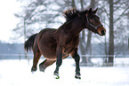 Heavy Warmblood
