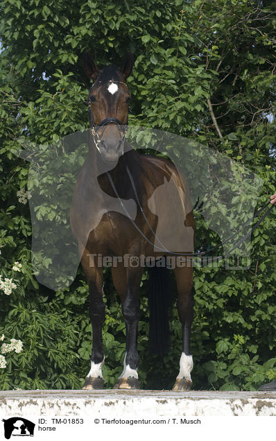 horse / TM-01853