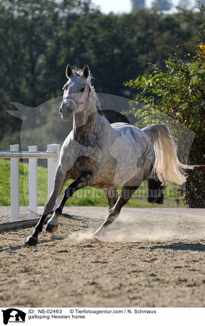 galloping Hessian horse / NS-02463