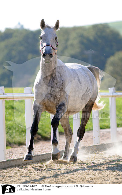 galloping Hessian horse / NS-02467