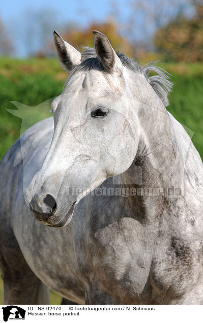 Hessian horse portrait / NS-02470