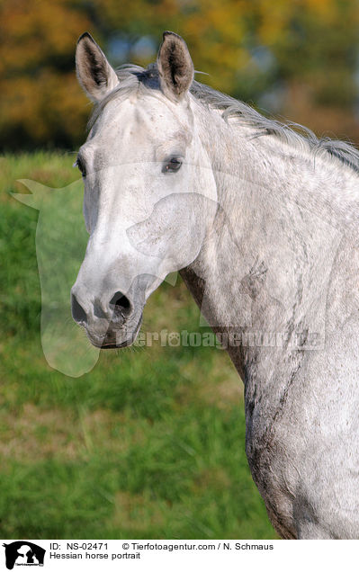 Hessian horse portrait / NS-02471