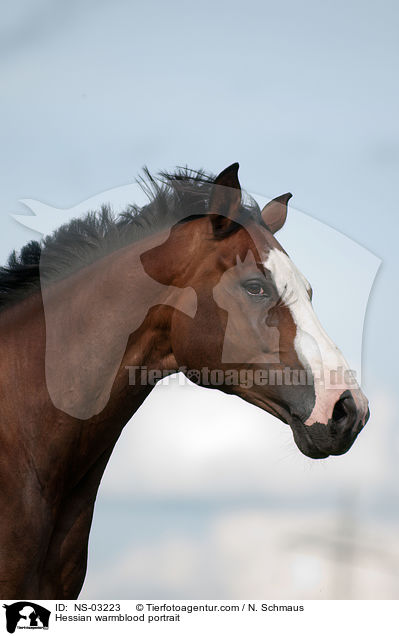 Hessian warmblood portrait / NS-03223