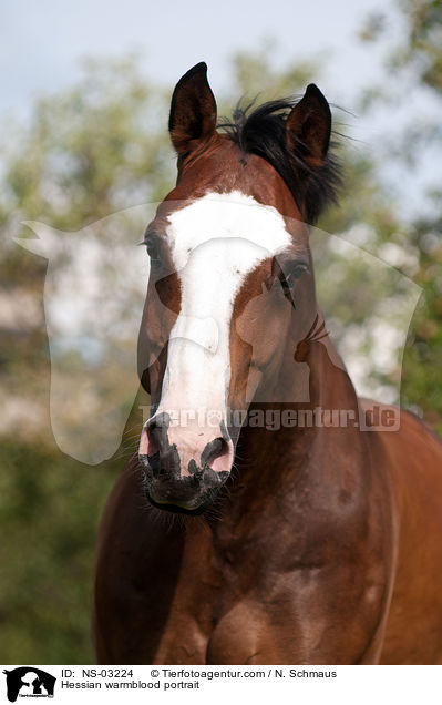 Hessian warmblood portrait / NS-03224