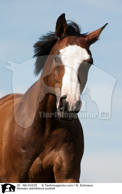 Hessian warmblood portrait / NS-03225
