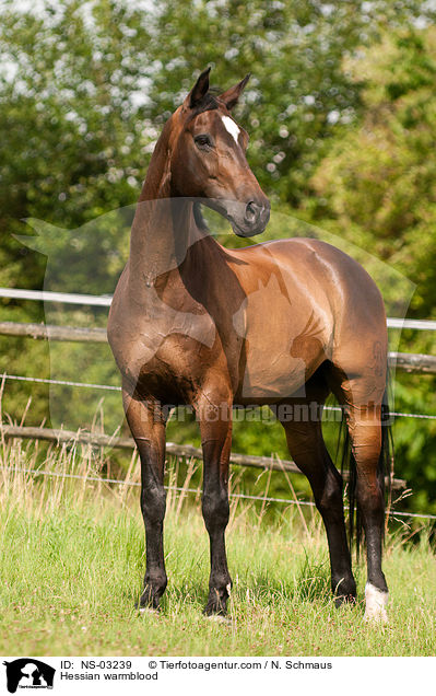 Hessian warmblood / NS-03239