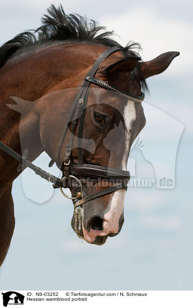 Hessian warmblood portrait / NS-03252