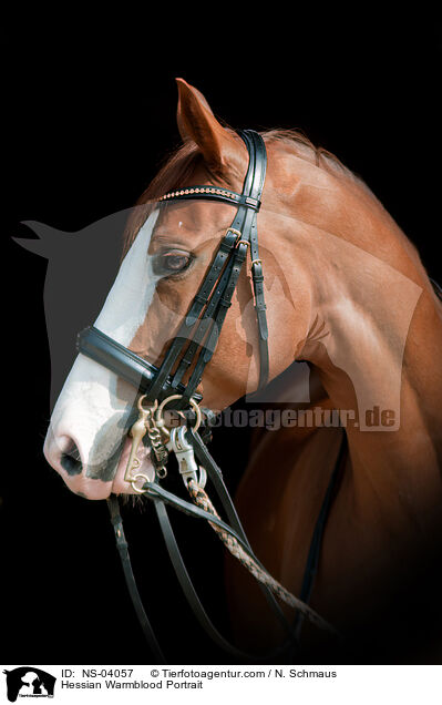 Hessian Warmblood Portrait / NS-04057