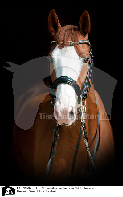 Hessian Warmblood Portrait / NS-04061