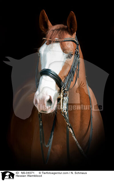 Hessian Warmblood / NS-04071
