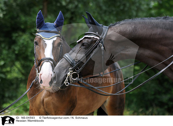 Hessian Warmbloods / NS-04593