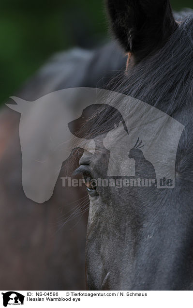 Hessian Warmblood eye / NS-04596