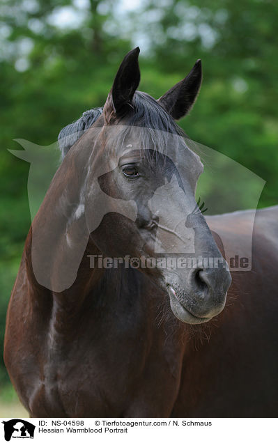 Hessian Warmblood Portrait / NS-04598