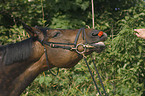 horse portrait