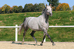 trotting Hessian horse