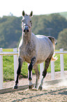 galloping Hessian horse
