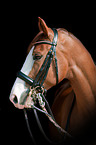Hessian Warmblood Portrait
