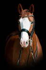 Hessian Warmblood Portrait